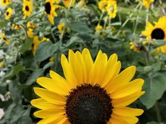 -海心沙亚运公园