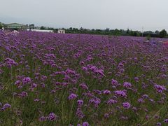 -曲江薰衣草庄园