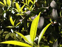 -凤来栖·净庭院·火锅(欧尚店)