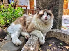 -喵屿·大理花园猫咖