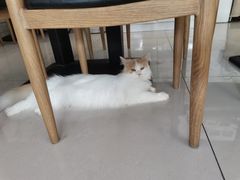 -平行世界·猫咖(首经贸店)