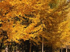 -长白岛森林公园