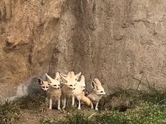 -西霞口神雕山野生动物世界