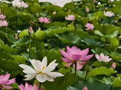 -莲花池公园