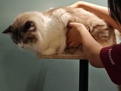 -安格丽娜·狗咖·猫咖羊驼咖(春熙路百盛商场店)