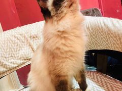 -猫色咖啡·猫咖