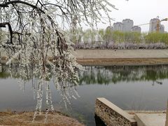-桃花堤公园