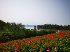 -深圳湾公园(南山区)