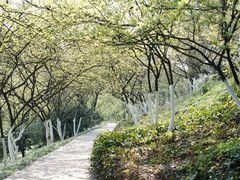 -南山植物园