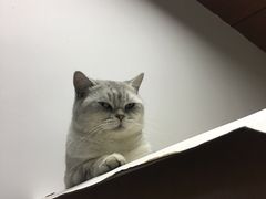 -灵美宠物诊所