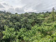 -桃源山庄·水蜜桃采摘·柴火鸡·烧烤团建(龙泉山店)