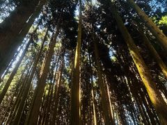 -武陵山森林公园