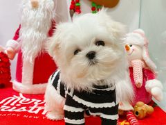 -BABYDOG宝贝狗宠物乐园(欧洲城店)