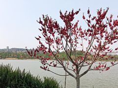-洛龙公园