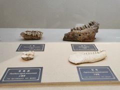 -重庆中国三峡博物馆(重庆博物馆)