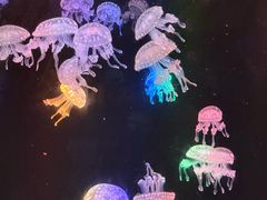-海合安成都极地海洋公园