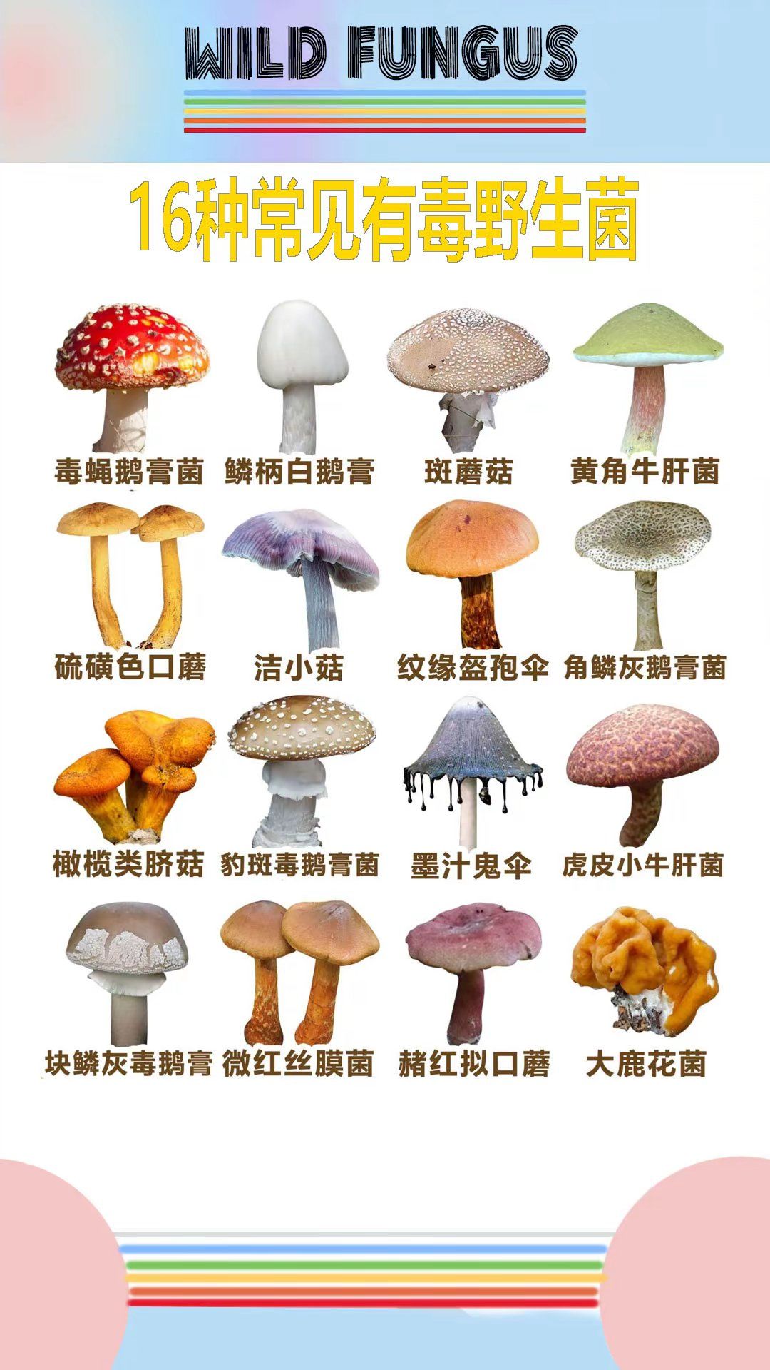创作者赏金计划#关于菌子知多少
16种有毒常见野生菌
