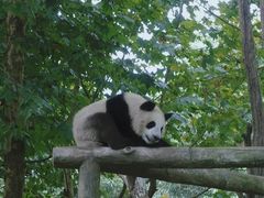 -都江堰中华大熊猫苑