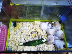 -双季花艺园艺市场(浦东店)