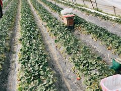 -小鱼草莓采摘园农家乐·小鱼餐厅