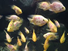 -苏州海洋馆
