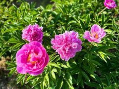 -扬州芍药园(仪征市)