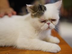 -猫小院猫主题餐厅(三里屯店)