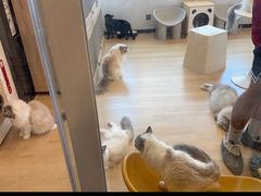 -有喵·猫咖·狗咖·30几只猫10只小狗(岗厦店)