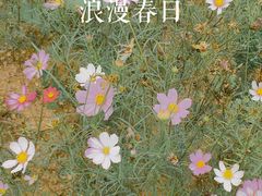 -芒洲湿地公园