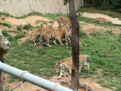 -西霞口神雕山野生动物世界