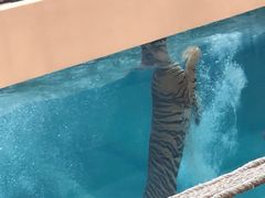 -清迈夜间动物园