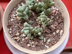 -花鸟鱼虫鲜花绿植市场(玉泉路店)