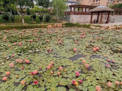 -雁滩公园