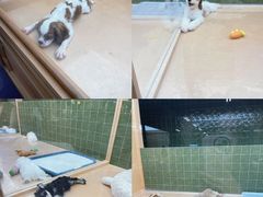 -帕帕拉兹宠物(亚洲旗舰店)