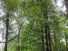-上海滨江森林公园