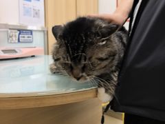 -宠福鑫康馨动物医院·骨科·眼科