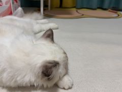 -御宝贝·A梦猫科宠物医院(国际猫友好医院)