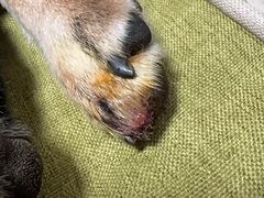 -爪吧宠物乐园 (温榆河示范区店)