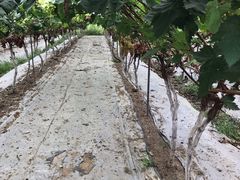 -金谷域澳洲庄园