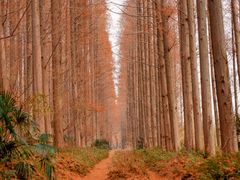 -黄海国家森林公园