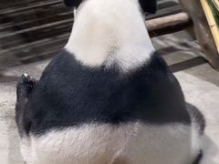 -栾川竹海野生动物园