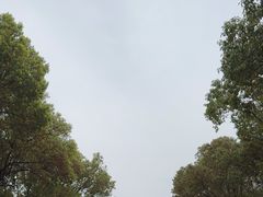 -高东镇樱花园