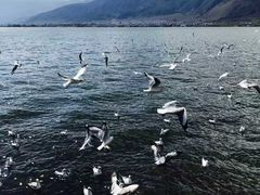 -阿山卓·野生菌火锅·纳西火塘烤肉