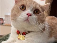 -Bastet sally猫舍购宠(静安店)