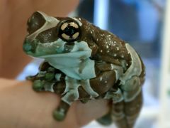 -酷以爬仙阁实体爬宠店·守宫·蜥蜴·专业繁育