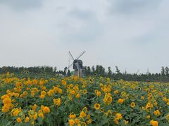 -荷兰花海