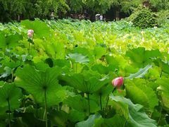 -四川大学(华西校区)