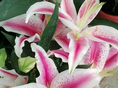 -三圣花乡旅游区