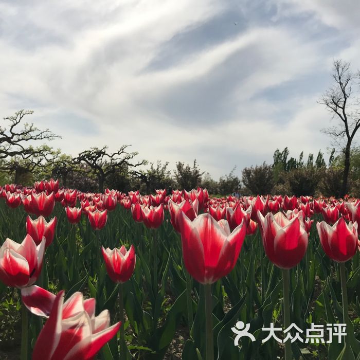 北京國際鮮花港圖片-北京其他景點-大眾點評網