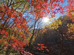-关门山森林公园